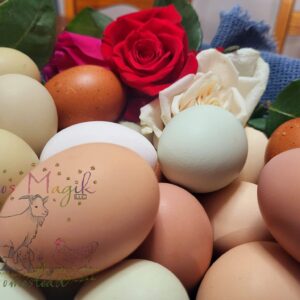 Free Range Rainbow Dozen Eggs