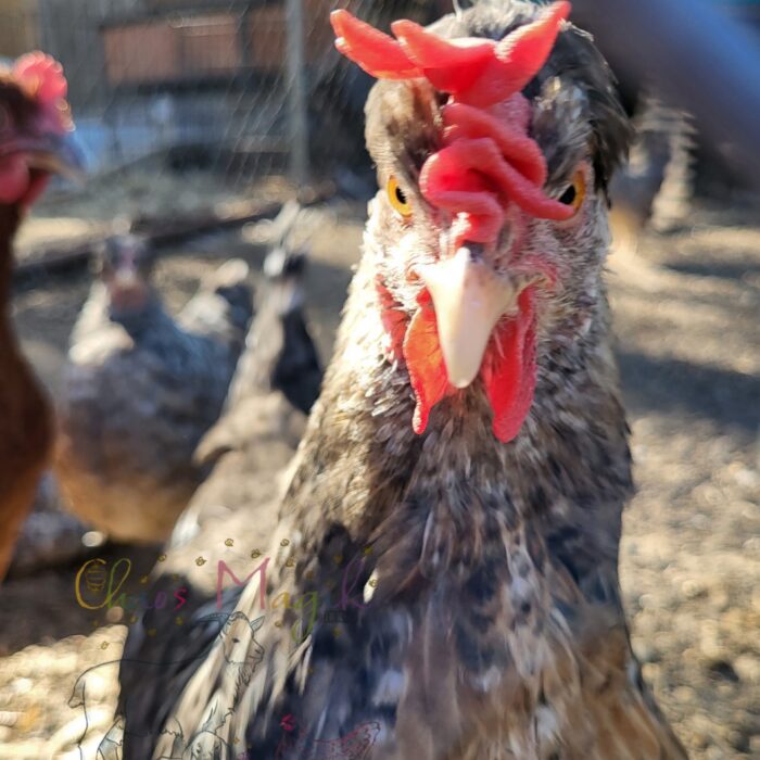 Cher is a Crested Cream Legbar Hen